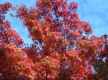 秋の紅葉 10 月