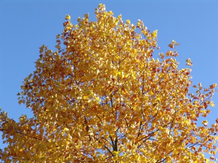 feuillage d'automne automne octobre