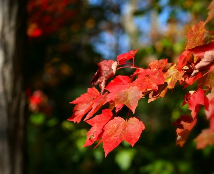 hojas de otoño otoño arce