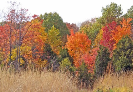 Herbst-Feld