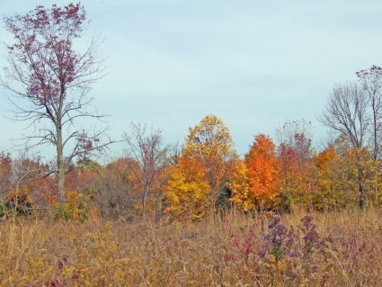 campo de otoño