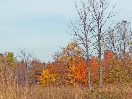 musim gugur field