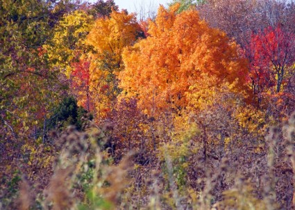 Herbst-Feld