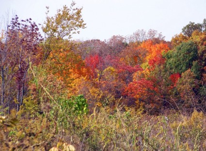 musim gugur field