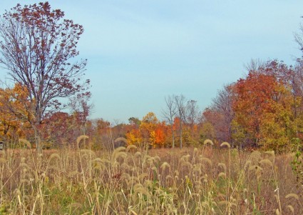 campo de outono