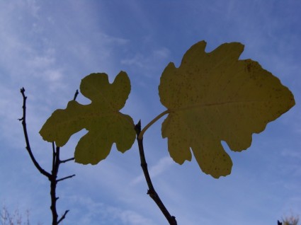 秋のイチジクの植物