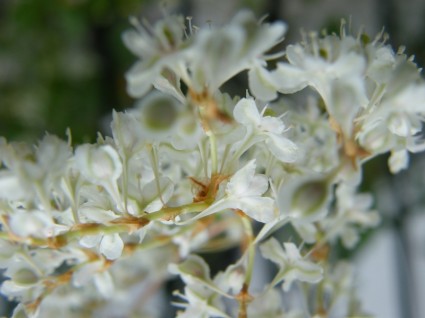 autunnali fiori bianchi