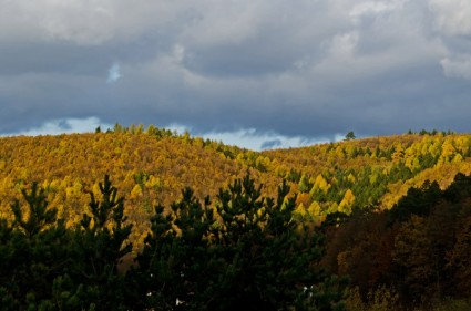 Herbstliche Wald
