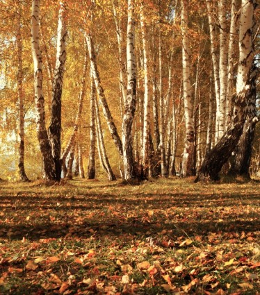 foresta d'autunno