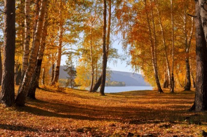 Herbstliche Wald