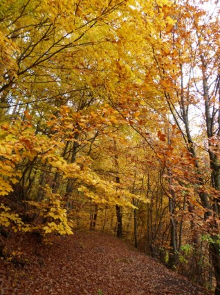 秋の森の秋の森