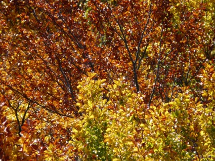 秋の森ブナ木材黄金の秋