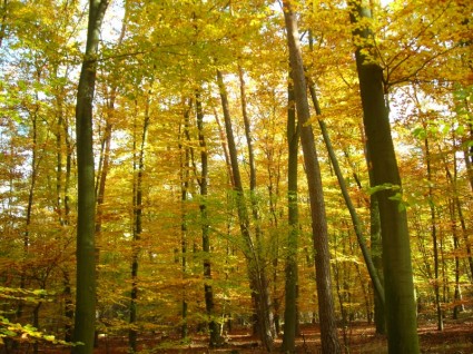 hutan musim gugur muncul