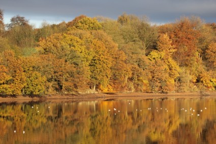Lago del bosque de otoño