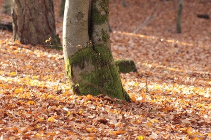 jesień las liście leśnego runa