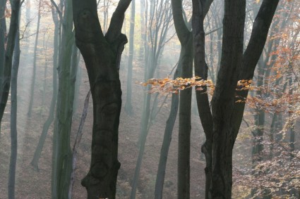 秋の森の自然