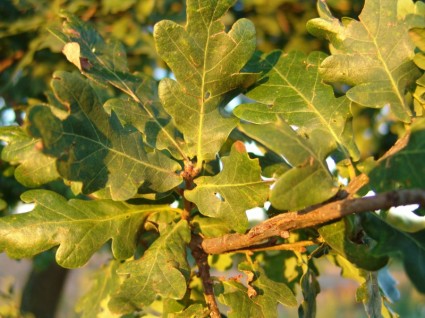 musim gugur oak forest