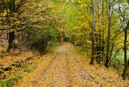 秋天的森林路徑