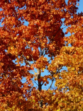 秋の森の木カエデ