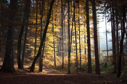 秋天的森林步行
