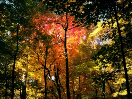 autunno natura di sfondi foresta d'autunno