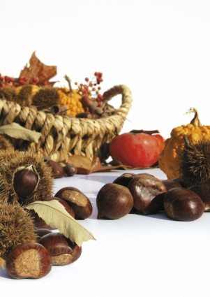 musim gugur buah chestnut