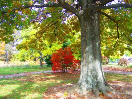 Herbst in einem park