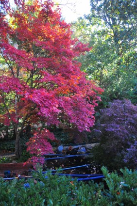 Herbst in Atlanta Georgia