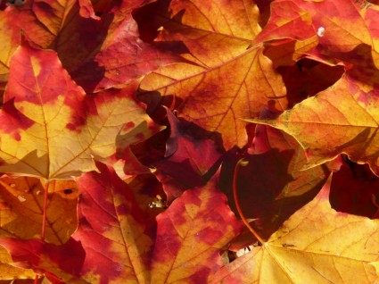 foglie di autunno journal