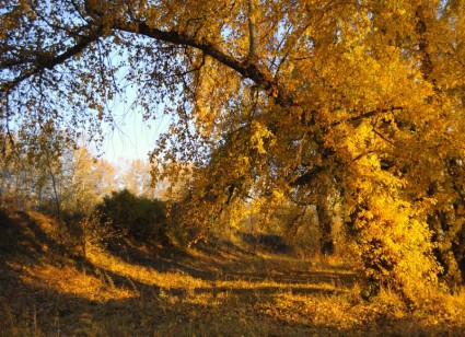 paisagem de outono