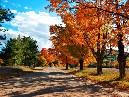 musim gugur lane wallpaper musim gugur alam