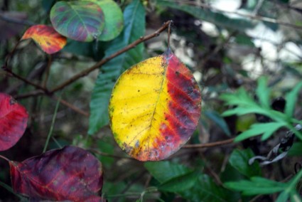 Herbst-Blatt