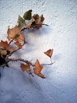 Осенние листья осенние дерево
