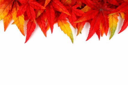 quadro de folha de outono