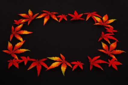 quadro de folha de outono em preto