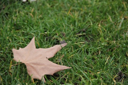 jesień liść trawa dziennika
