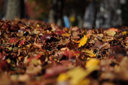 automne feuilles colorées