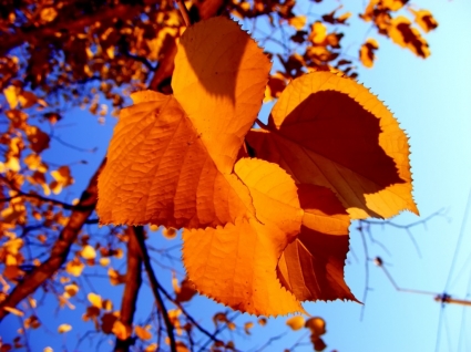 hojas de otoño otoño naturaleza de fondo de pantalla