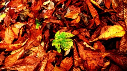 folhas de outono