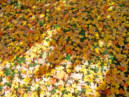 أوراق الخريف
