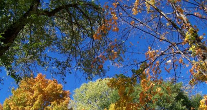秋天的樹葉