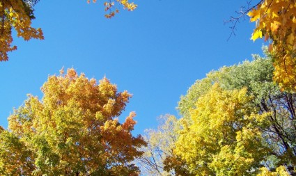 foglie di autunno