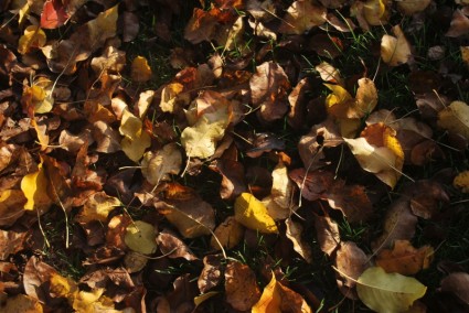 秋天的樹葉