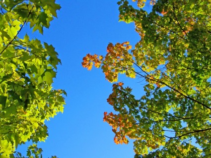 hojas de otoño y el cielo azul