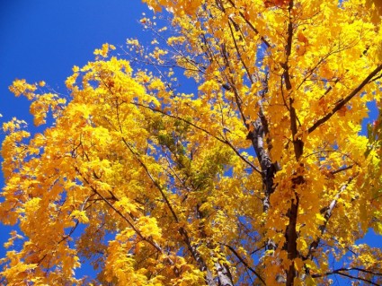 秋天的樹葉和湛藍的天空