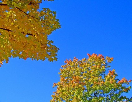 Осенние листья и синее небо