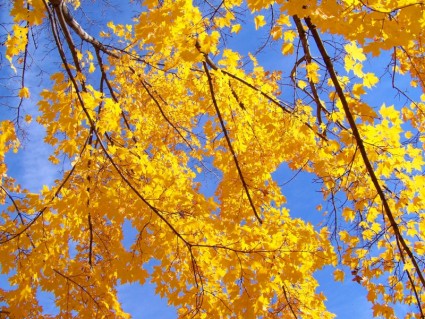 秋天的树叶和湛蓝的天空
