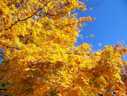Herbstlaub und blauer Himmel
