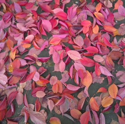 秋の紅葉を葉します。
