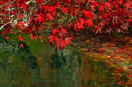 Herbstszenen herbstliche Blätter